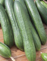 Fresh Usa 200 Beit Alpha Persian Burpless Cucumber Seeds With Tracking Ship From - $19.90