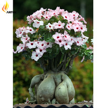 Heirloom Pink Desert Rose Adenium with Yellow Eye, 2 Seeds, Rare Bonsai Flowers  - £3.26 GBP