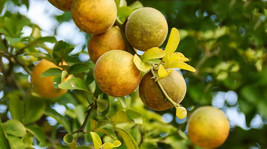 5 Trifoliate Orange Seeds Planting USA Shipping - $6.96