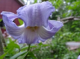 Clematis Crispa Blue Jasmine 10 Seeds From 2023 Native Perennial Vine Organic Ga - $12.00