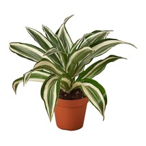 Dracaena &#39;Warneckii White Jewel&#39;-6&quot; Pot - $891.43 MXN