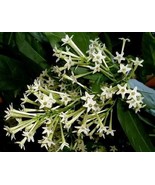 Cordate Telosma Tree Semente, 60pcs SEEDS D - $14.35
