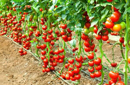10 Early Cascade Tomato Seeds Heirloom  - $4.13