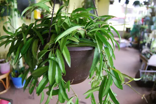 Rooted Starter Cutting Hoya Wayetii – Flowering Tropical Outdoor House P... - $33.00