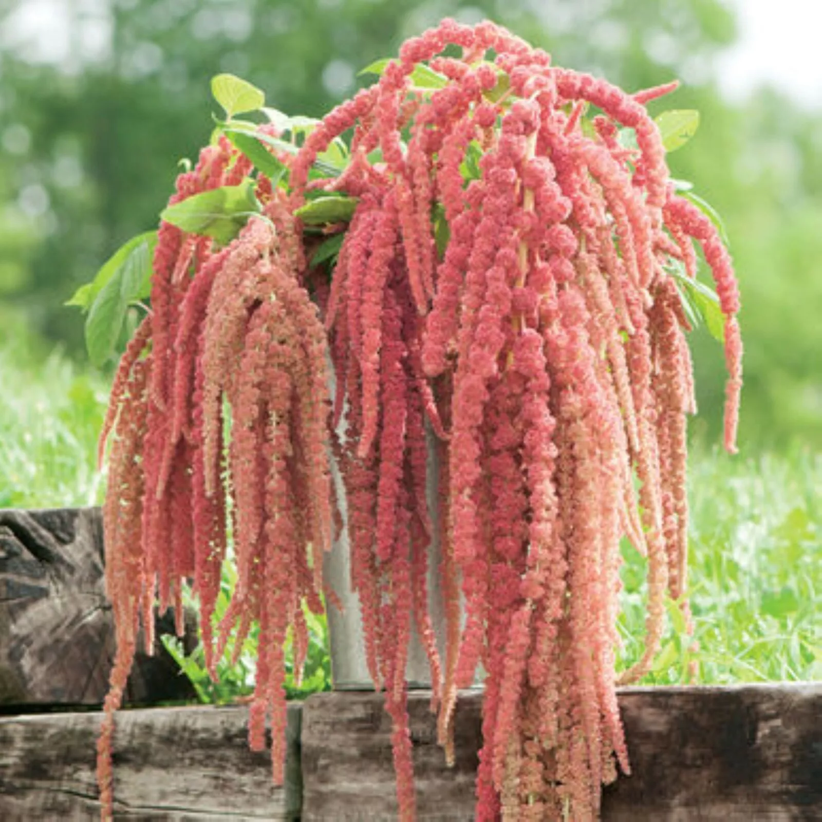 Premium Amaranthus flower 300 seed - Coral Fountain Beautiful Grown in USA - £9.19 GBP