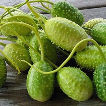 50 West Indian Gherkin Cucumber Seeds Usa Fast Shipping - £6.82 GBP