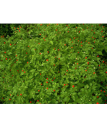 25 Chiltepin Pepper Non-GMO Vegetable Seeds - £13.60 GBP