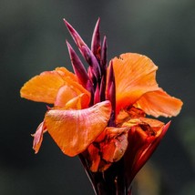 Bengal Tiger Canna Canna Pretoria Canna Striata Water Seeds Pond Plant Seeds Han - $16.61