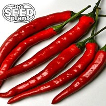 100 Seeds Cayenne Long Slim Pepper STEP-BY-STEP Guide Included With Quality - $8.89