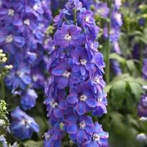200+ Guardian Lavender Delphinium Seeds – Tall, Vibrant Garden Blooms - $23.13 CAD