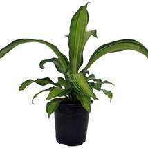 Limon Madagascar Dragon Tree Dracaena 6 inch  Pot USA Fast Shipping - $57.96