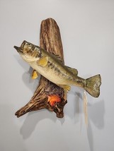 J157 Smallmouth Bass 15&quot; Fish Shoulder Mount Taxidermy - £138.44 GBP