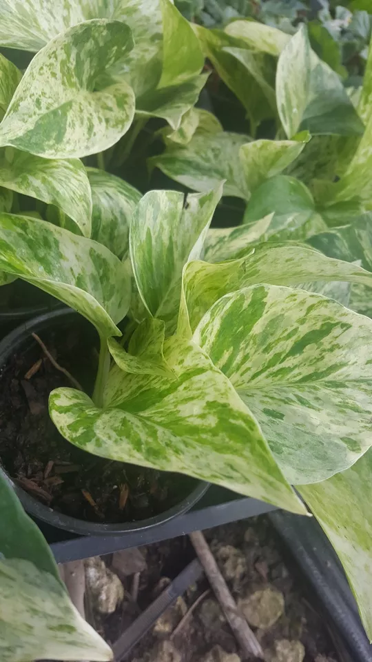 Marble Queen Pothos 4 Leaves in 4&quot; Pots Easy Tropical Indoors/Outdoors p... - $22.40