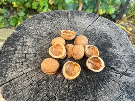 Walnut shell halves, Walnut halves creativity, Natural walnut, Crafts Su... - $13.20