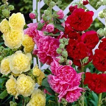 Hollyhock Seeds Chaters Mix Alcea Seeds 25 Thru 500 Seeds Gardening USA Shipping - £7.60 GBP