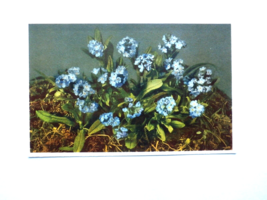 NO.298 MYOSOTIS ALPESTRIS FLOWER POST CARD EDITION STEHLI PRINTED IN SWI... - £2.64 GBP