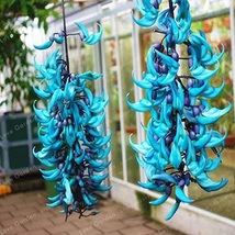 Endangered Jade Vine &#39;Strongylodon Macrobotrys&#39; Flower Blue Flower - £6.95 GBP