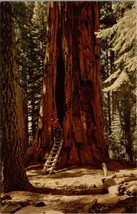 Room Tree Giant Forest Sequoia National Park CA Postcard PC340 - £3.92 GBP