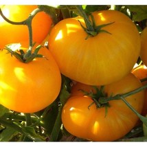 USA SELLER Azoychka Tomato Seeds Fast Shipping - $9.80