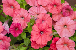 VP 25 Salmon Petunia Grandiflora Flower Seeds *  - $4.50