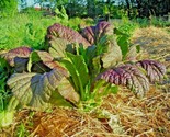 1000 Seeds Red Giant Mustard Seeds Organic Heirloom Greens Container Veg... - $8.99