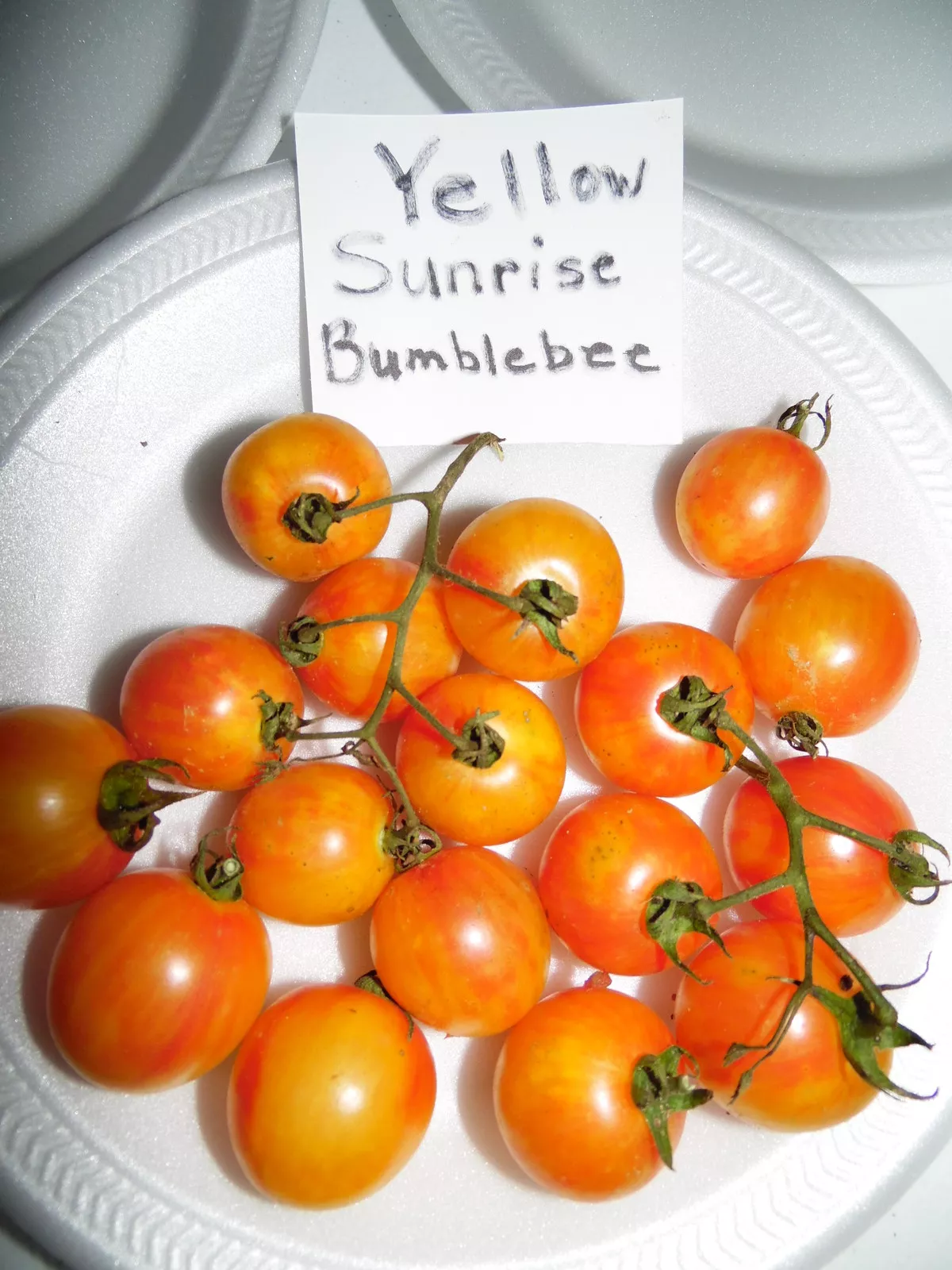 Yellow Sunrise BumblebeeTomato Seeds!  - $13.05