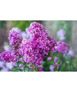 20 Royal Velvet Cape Myrtle Seeds Tree Flower Perennial Flower Seed Easy... - $17.07 CAD
