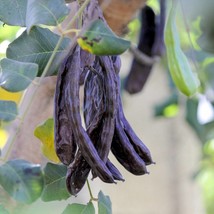 20 Carob Tree Saint Johns Bread Ceratonia Siliqua Edible Fruit Pods Legume Flowe - $14.90