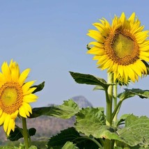 25 Ct Mammoth Grey Stripe Sunflower Heirloom Annual Flower Seeds - £14.55 GBP