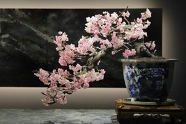3 okame cherry  bonsai starter kit (live tree seedling 7 to 13 inches) - £45.00 GBP