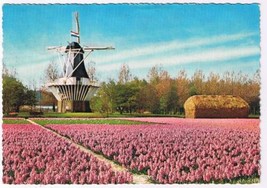 Holland Netherlands Postcard Land Of Flowers &amp; Windmills - £1.74 GBP