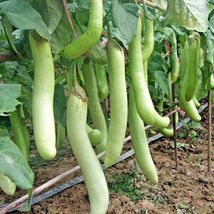 Shipped From Us 100+HARABEGAN Eggplant Non-GMO Organic India Heirloom Seeds,CB08 - £13.67 GBP
