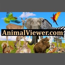 AnimalViewer .com / Domain Auction / Business Brand, Website Name / Name... - $15.84