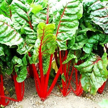 ArfanJaya 100 Swiss Chard Spring Salad Garden Vegetable Seeds Heirloom Microgree - £7.38 GBP