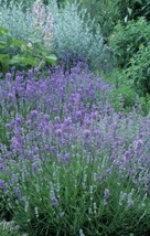 600+English Lavender Lavandula Angustifolia Non Gmo Open Pollinated. - $6.00