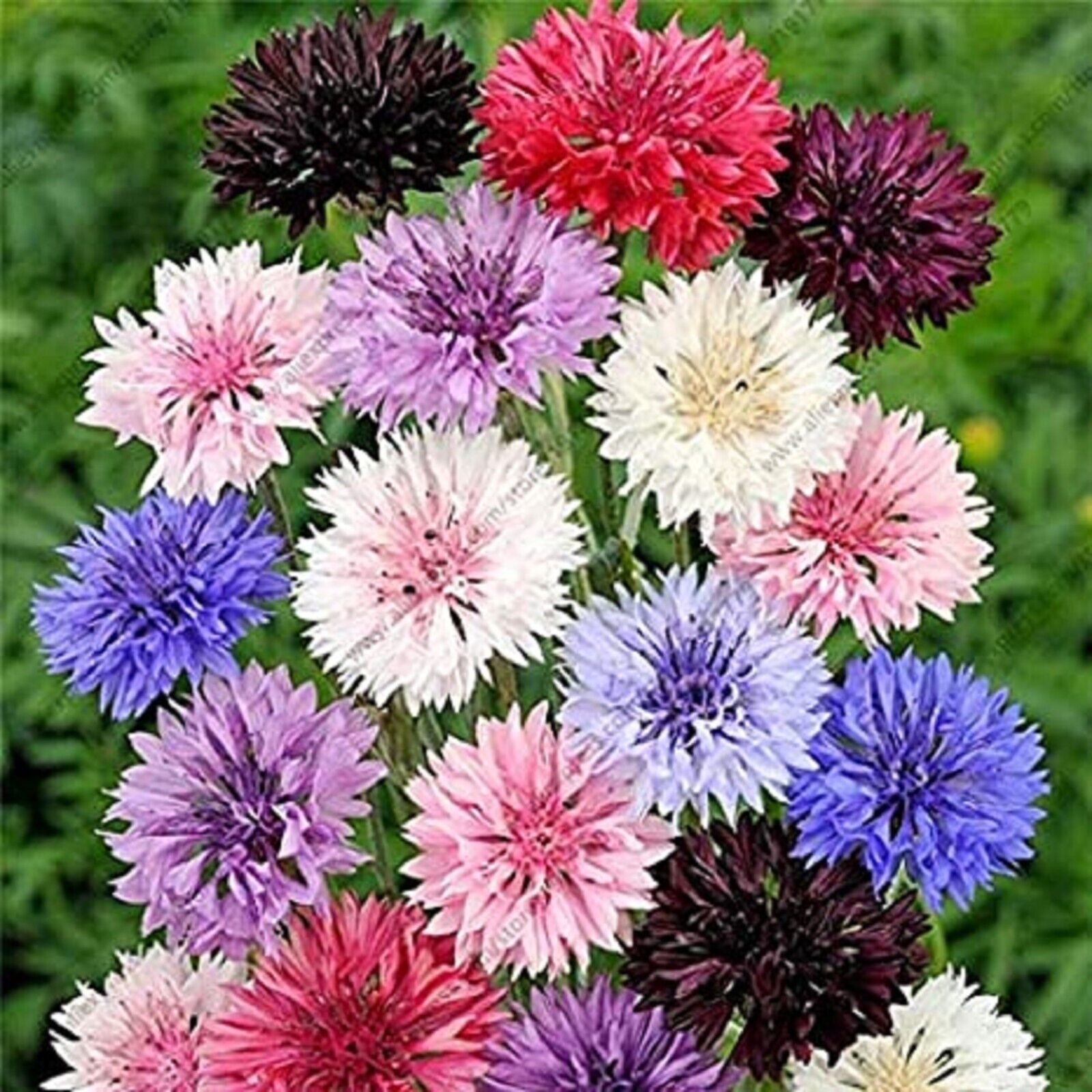 50 Double Tall Mix Bachelor&#39;s Button Flower Flowers Garden Annual Seeds  - $15.99