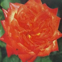 Charisma Floribunda 2 gal Red Orange Yellow Bush Plants Shrub Plant Fine Roses - $58.15