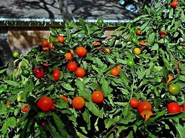 Jerusalem Christmas Cherry Solanum Pseudocapsicum 50 Seeds Fresh Garden - $13.99