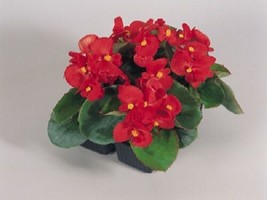 50 Pelleted Begonia Seeds Super Olympia Red Buy Flower Seedsgarden Beautiful USA - £20.32 GBP