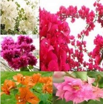 10 seeds Mixed Bougainvillea Seeds White Dark Red Red ange Pink Flowers - $8.99