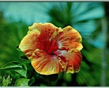 Hawaiian Sunset Hibiscus Flower Hawaii HI UNP Unused Chrome Postcard G7 - £2.10 GBP
