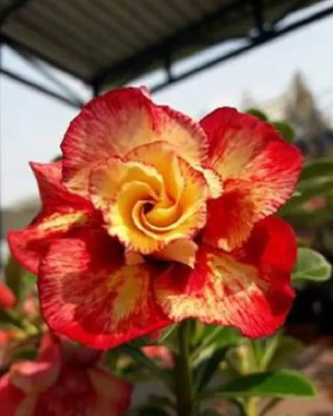 New Fresh 4 Orange Red Desert Rose Seeds Adenium Flower Seed - £10.97 GBP
