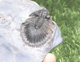 Item image 9