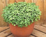 500 Seeds Watercress Seeds Organic Non Gmo Indoors Container Shade Garde... - $8.99