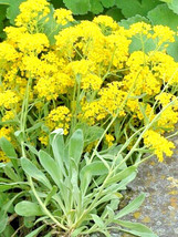 KBT 200 Basket Of Gold Alsyssum Seeds Non Gmo Heirloom Bulk Seeds - $171.12 MXN
