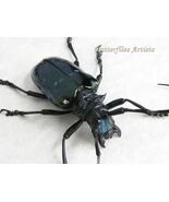 Rare Turquoise Longhorn Anoplophora Sollii XL Beetle Framed Entomology S... - $1,632.62 MXN