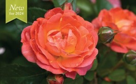 SEPTH Orange Glow™ Knock Out® Rose - Live Plant - ( 1 QT ) - $37.49