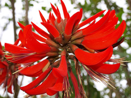 Erythrina Variegata Coral Tree Seeds Exotic Fresh Usa Seeds - £13.41 GBP