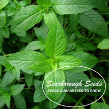 Scarborough Seeds 1000 Mint Peppermint Herb Seeds Vegetable - $5.98