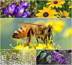 Bee Rescue Garden Kit Great For Honey Bees And Bumble Bees Bulk Seeds - $457.63 MXN
